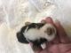 Yorkshire Terrier Puppies for sale in Clover, SC 29710, USA. price: NA