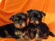 Yorkshire Terrier Puppies for sale in Toronto, ON, Canada. price: NA