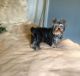 Yorkshire Terrier Puppies for sale in Manhattan, MT 59741, USA. price: NA