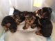 Yorkshire Terrier Puppies for sale in Bridgeport, CT 06608, USA. price: $300