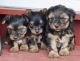 Yorkshire Terrier Puppies for sale in Milwaukee, WI, USA. price: $250