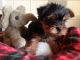 Yorkshire Terrier Puppies for sale in Clover, SC 29710, USA. price: NA