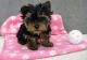 Yorkshire Terrier Puppies for sale in Mississippi Ave, Natchez, MS 39120, USA. price: NA
