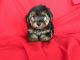 Yorkshire Terrier Puppies for sale in Orange, CA, USA. price: $750