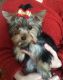 Yorkshire Terrier Puppies for sale in Baton Rouge, LA, USA. price: $200