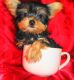 Yorkshire Terrier Puppies for sale in Okmulgee, OK 74447, USA. price: $50