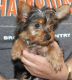 Yorkshire Terrier Puppies for sale in Castle Rock, CO, USA. price: NA