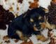 Yorkshire Terrier Puppies for sale in Los Angeles, CA 90020, USA. price: NA