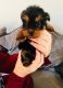 Yorkshire Terrier Puppies for sale in Houston, TX 77077, USA. price: NA