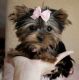 Yorkshire Terrier Puppies for sale in Toledo, OH 43601, USA. price: NA