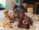 Yorkshire Terrier Puppies for sale in Royal Oak, MI, USA. price: NA