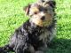 Yorkshire Terrier Puppies for sale in Texas Ave, Houston, TX, USA. price: NA