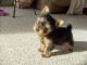 Yorkshire Terrier Puppies for sale in New Castle, DE 19720, USA. price: $300