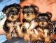 Yorkshire Terrier Puppies for sale in Ocala, FL 34470, USA. price: $750