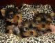 Yorkshire Terrier Puppies for sale in Albuquerque, NM 87101, USA. price: NA
