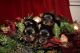 Yorkshire Terrier Puppies for sale in 323 New York Ranch Rd, Jackson, CA 95642, USA. price: NA