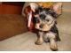 Yorkshire Terrier Puppies for sale in California State Route 2, Los Angeles, CA, USA. price: NA