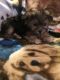Yorkshire Terrier Puppies for sale in Bay Minette, AL 36507, USA. price: NA