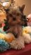 Yorkshire Terrier Puppies for sale in Somerville, TX 77879, USA. price: NA