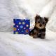Yorkshire Terrier Puppies for sale in Benton, IL 62812, USA. price: $250