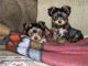 Yorkshire Terrier Puppies for sale in Benton, IL 62812, USA. price: NA
