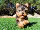 Yorkshire Terrier Puppies for sale in Benton, IL 62812, USA. price: NA