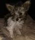 Yorkshire Terrier Puppies for sale in Titusville, PA 16354, USA. price: $350