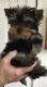 Yorkshire Terrier Puppies for sale in Washington, DC 20068, USA. price: NA