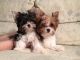 Yorkshire Terrier Puppies for sale in NJ-3, Clifton, NJ, USA. price: NA