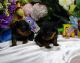 Yorkshire Terrier Puppies for sale in Prince George, BC, Canada. price: NA