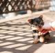 Yorkshire Terrier Puppies for sale in Queen Creek, AZ, USA. price: NA