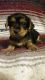 Yorkshire Terrier Puppies for sale in Atoka, OK, USA. price: $1,000