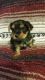 Yorkshire Terrier Puppies for sale in Atoka, OK, USA. price: $900
