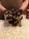 Yorkshire Terrier Puppies for sale in New Lenox, IL, USA. price: NA