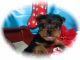 Yorkshire Terrier Puppies for sale in Hammond, IN, USA. price: $1,500
