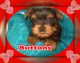 Yorkshire Terrier Puppies for sale in Sherrodsville, OH 44675, USA. price: $699