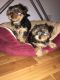 Yorkshire Terrier Puppies for sale in Los Andes St, Lake Forest, CA 92630, USA. price: NA