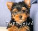 Yorkshire Terrier Puppies for sale in Salt Lake City, UT 84101, USA. price: $400