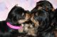 Yorkshire Terrier Puppies for sale in 336 N North Carolina Ave, Atlantic City, NJ 08401, USA. price: NA