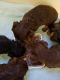 Yorkshire Terrier Puppies for sale in Greeneville, TN, USA. price: NA