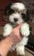 Yorkshire Terrier Puppies for sale in Florida City, FL, USA. price: $300