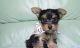 Yorkshire Terrier Puppies for sale in Bessemer, AL, USA. price: NA