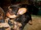Yorkshire Terrier Puppies for sale in Clear Lake, WI, USA. price: $650