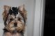 Yorkshire Terrier Puppies for sale in Howe, OK 74940, USA. price: NA