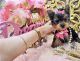 Yorkshire Terrier Puppies for sale in Los Lunas, NM 87031, USA. price: NA