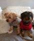 Yorkshire Terrier Puppies for sale in Darby Ln, Columbus, OH 43229, USA. price: NA