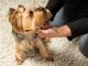 Yorkshire Terrier Puppies for sale in Denver, CO 80201, USA. price: NA