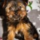 Yorkshire Terrier Puppies for sale in North Canton, OH, USA. price: $840