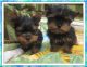 Yorkshire Terrier Puppies for sale in NC-54, Burlington, NC 27215, USA. price: $300