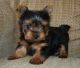 Yorkshire Terrier Puppies for sale in Beverly Rd, Greenville, SC 29609, USA. price: $300